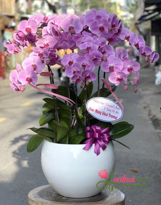 Chậu lan hồ điệp tím - Phú hào Chậu lan hồ điệp tím - Phú hào