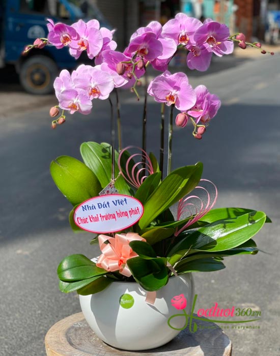 Chậu lan hồ điệp tím - Quyền uy
