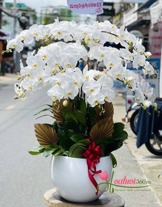 Chậu lan hồ điệp trắng - Cánh én mùa xuân Chậu lan hồ điệp trắng - Cánh én mùa xuân