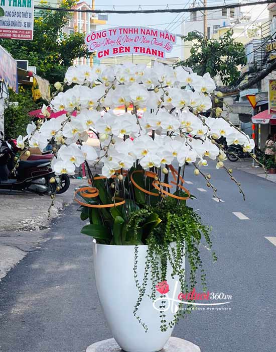 Chậu lan hồ điệp trắng - Hừng đông