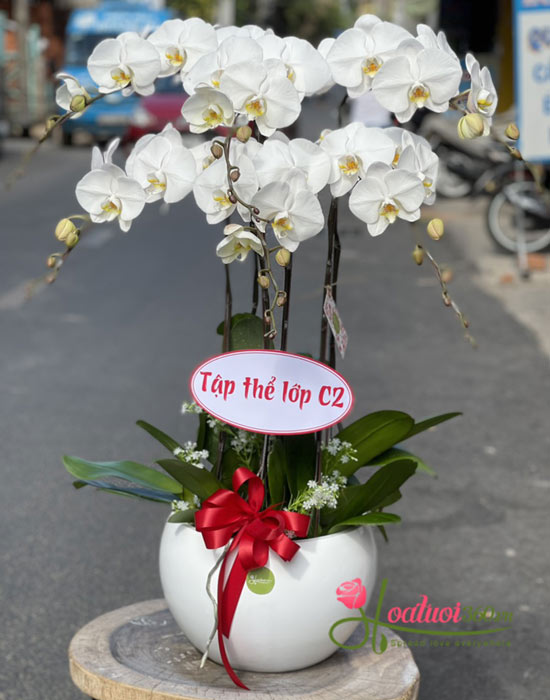Chậu lan hồ điệp trắng - Tết sum họp Chậu lan hồ điệp trắng - Tết sum họp