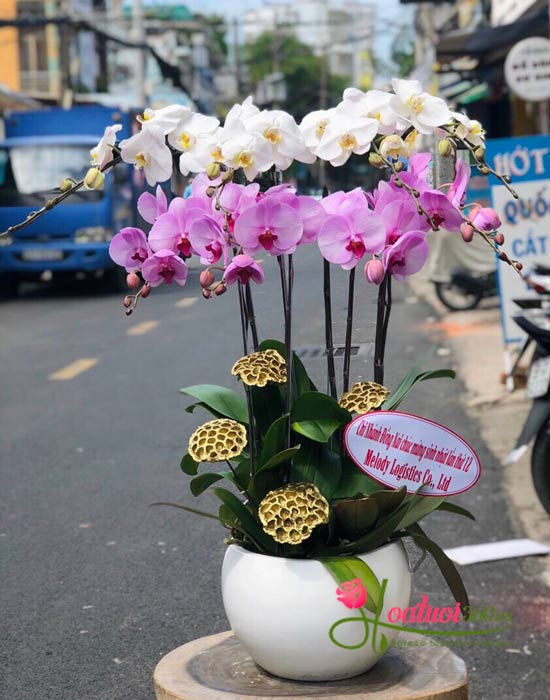 Chậu lan hồ điệp trắng tím - Đắc lộc Chậu lan hồ điệp trắng tím - Đắc lộc
