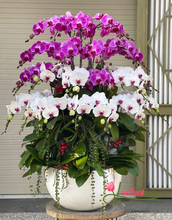 Chậu lan hồ điệp trắng tím - Điều kì diệu Chậu lan hồ điệp trắng tím - Điều kì diệu