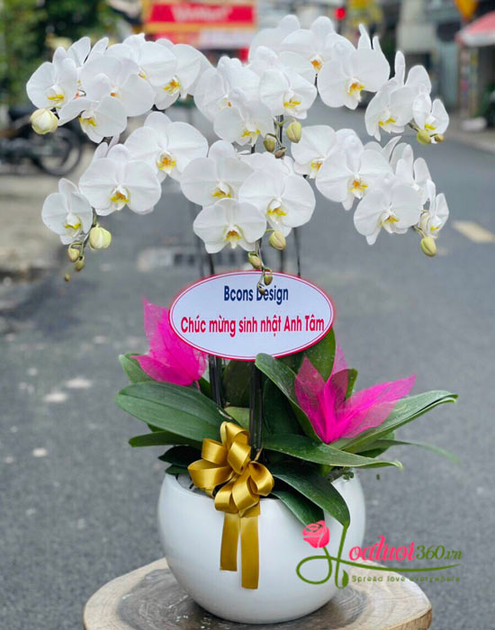 Chậu lan hồ điệp trắng - Tình yêu thuần khiết Chậu lan hồ điệp trắng - Tình yêu thuần khiết