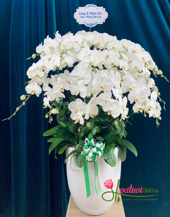 Chậu lan hồ điệp trắng - Duyên dáng Chậu lan hồ điệp trắng - Duyên dáng