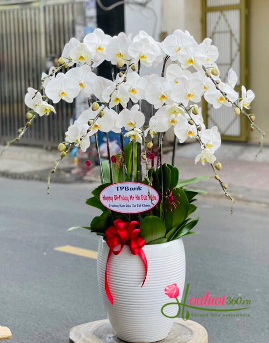 Chậu lan hồ điệp trắng - Nét diễm kiều Chậu lan hồ điệp trắng - Nét diễm kiều