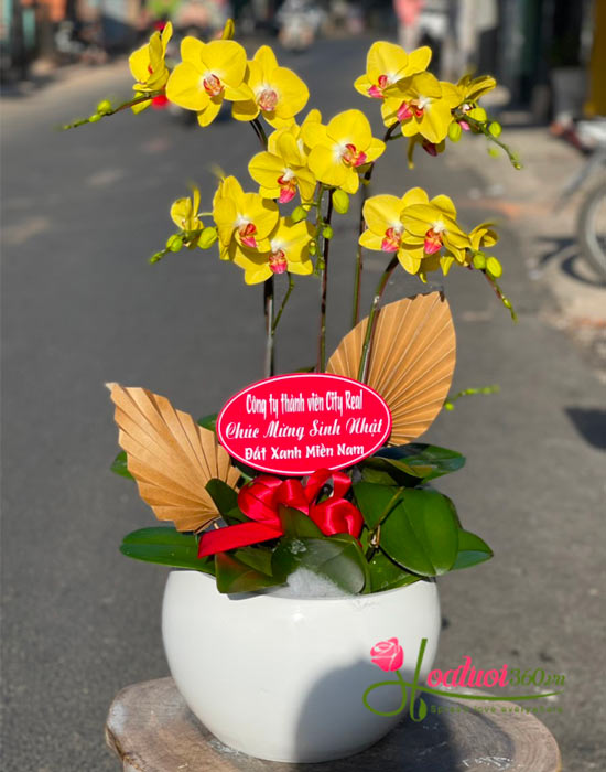 Chậu lan hồ điệp vàng - Vầng dương tỏa nắng Chậu lan hồ điệp vàng - Vầng dương tỏa nắng