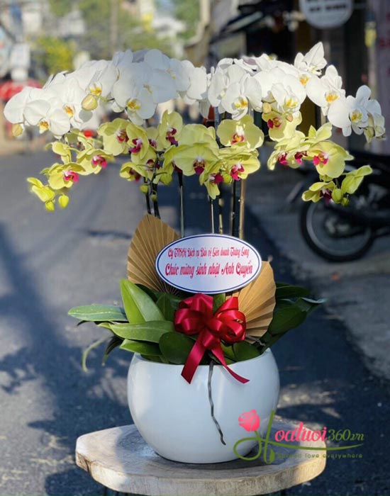 Chậu lan hồ điệp trắng vàng - May mắn bình an Chậu lan hồ điệp trắng vàng - May mắn bình an