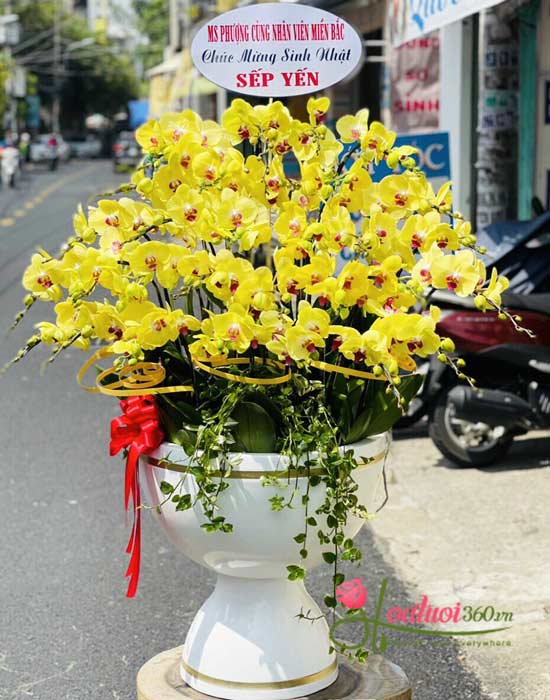 Chậu lan hồ điệp vàng - Ấm áp Chậu lan hồ điệp vàng - Ấm áp