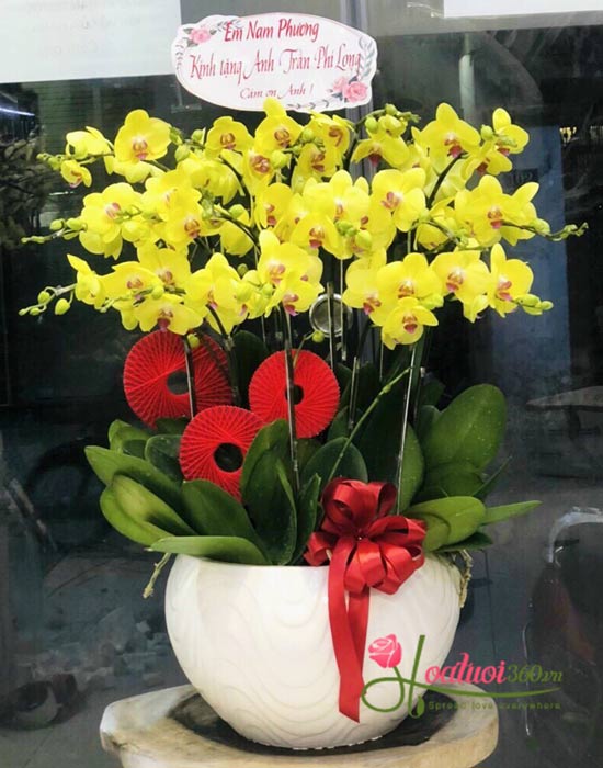 Chậu lan hồ điệp vàng - Vũ điệu hân hoan Chậu lan hồ điệp vàng - Vũ điệu hân hoan