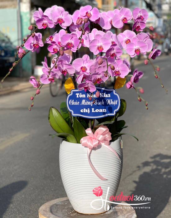 Chậu lan hồ điệp tím - Nét lãng mạn Chậu lan hồ điệp tím - Nét lãng mạn