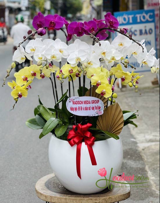 Chậu lan hồ điệp trắng tím vàng kết hợp đủ đầy Chậu lan hồ điệp trắng tím vàng kết hợp đủ đầy