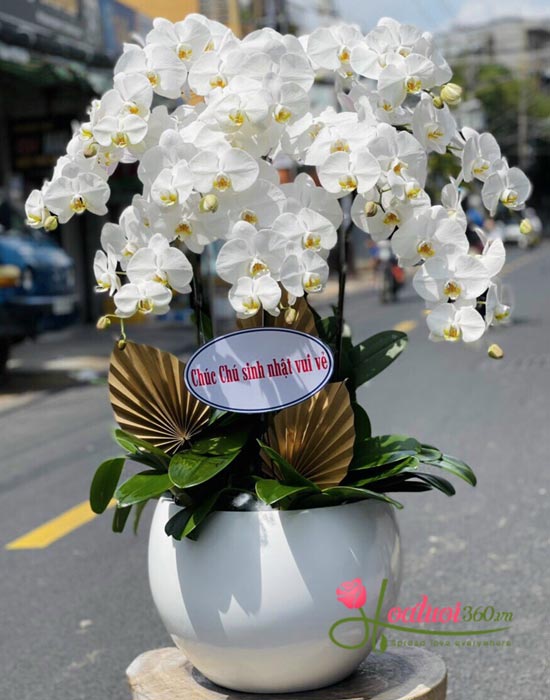 Chậu lan hồ điệp trắng - Phong nhã Chậu lan hồ điệp trắng - Phong nhã