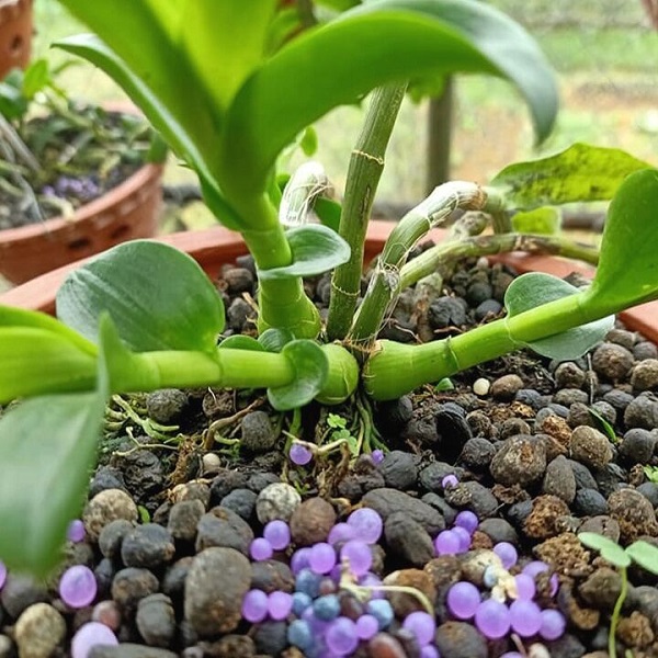 Bón phân cho cây tươi tốt, ra hoa đẹp và to