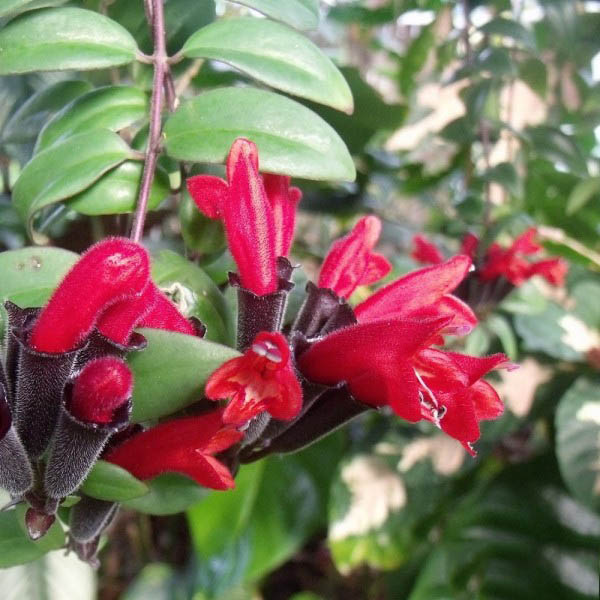 Chưng cây son môi trong nhà mang đến vẻ đẹp rực rỡ