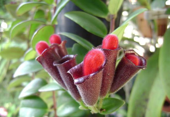 Cây son môi với hình dáng hoa như những thỏi son môi