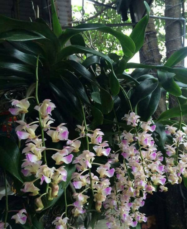 Nếu chăm sóc lan giáng hương tốt cây sẽ cho đều và hoa to