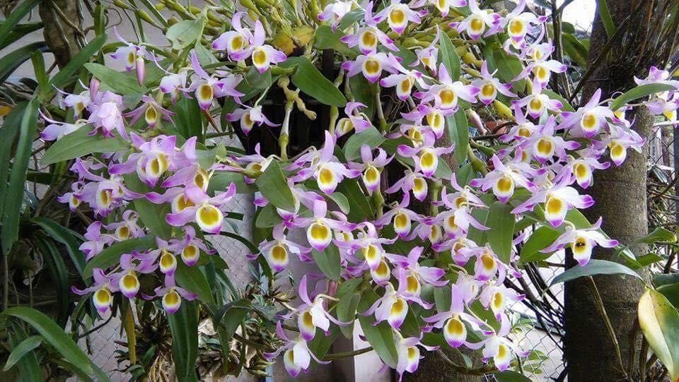 Lan chuỗi ngọc có kết cấu thân như những viên ngọc xâu chuỗi vào nhau