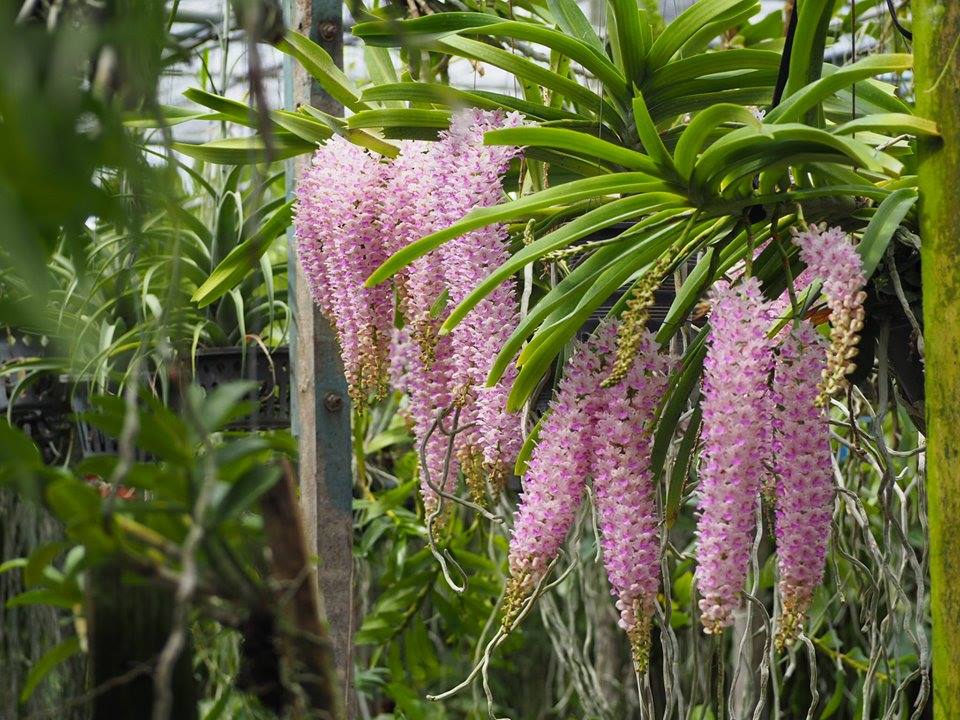 Lan đuôi chồn nở từ tháng 5-6 hằng năm