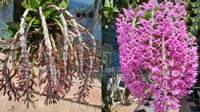 Đặc điểm riêng của lan trầm tím là cành hoa thường rũ xuống