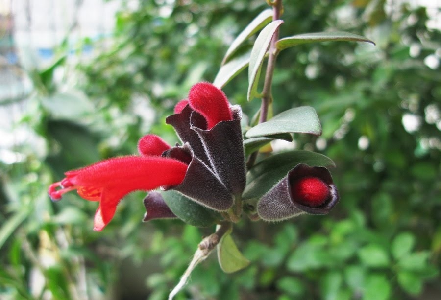 Hoa son môi có hình dáng độc đáo