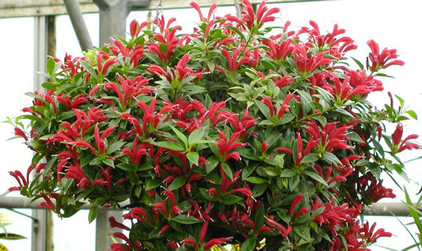 Cây son môi chăm sóc rất dễ dàng