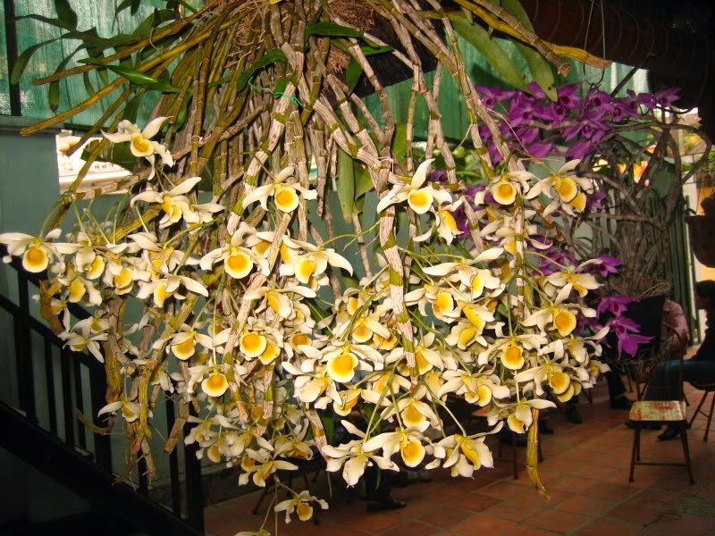 Lan hoàng phi hạc nay được nhiều người săn lùng