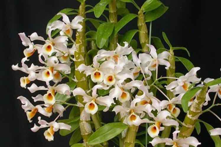 Hoàng phi hạc vàng