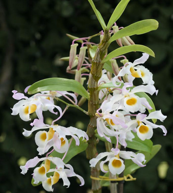 Vẻ đẹp cuốn hút của lan hoàng phi hạc