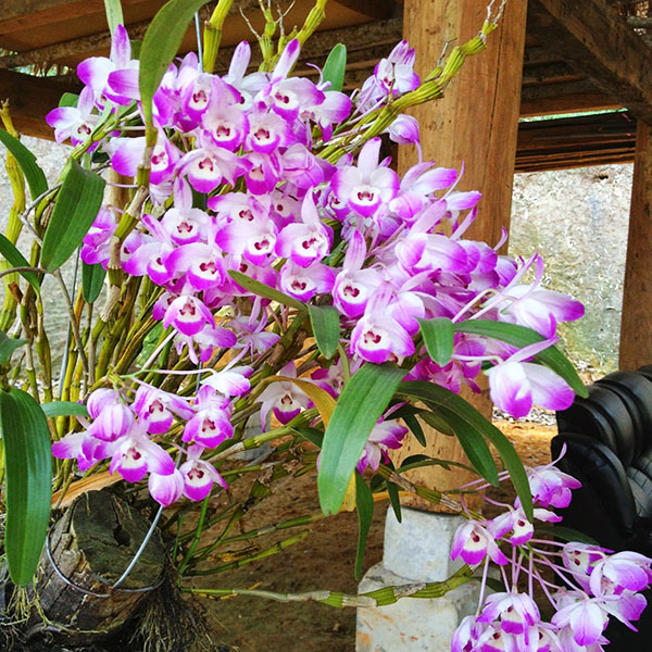 Lan chuỗi ngọc hồng được nhiều người săn lùng nhiều nhất hiện nay