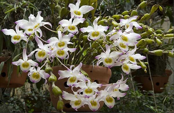 Lan chuỗi ngọc là đại diện cho sự giàu sang và phú quý