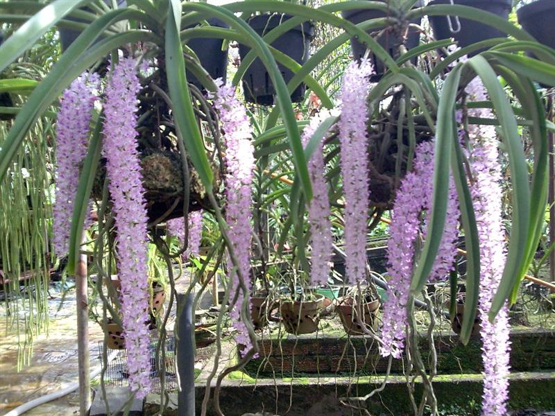 Vẻ đẹp quý phái và cuốn hút của lan đuôi chồn