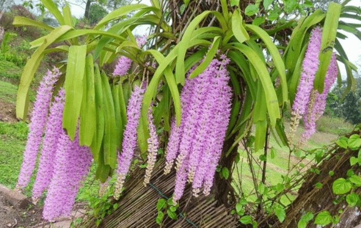 Lan đuôi chồn chăm sóc tốt sẽ cho hoa đẹp