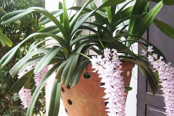 Lan giáng hương nở hoa có giá cao hơn