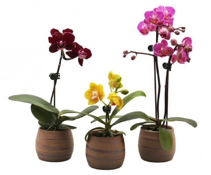 Lan hồ điệp mini dễ chăm sóc, sinh trưởng tốt