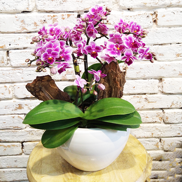 Lan hồ điệp mini thích hợp làm quà tặng vào các dịp đặc biệt