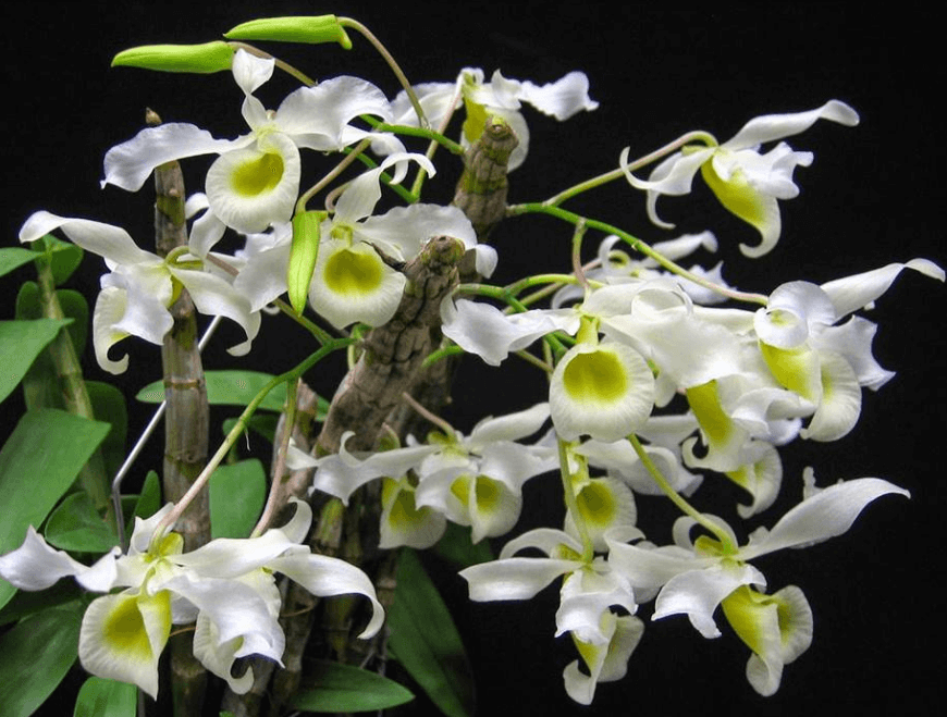 Lan hoàng phi hạc xanh