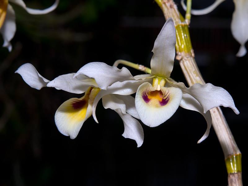 Cận cảnh vẻ đẹp của lan hoàng phi hạc