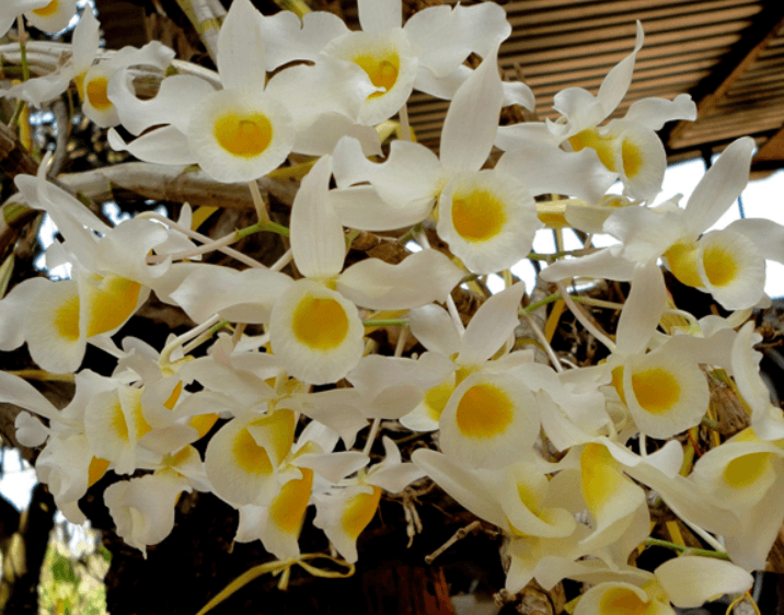 Lan hoàng phi hạc là loại lan dễ chăm sóc