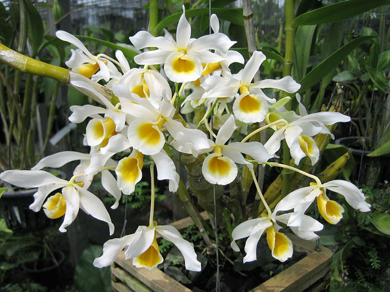 Lan hoàng thảo hoàng phi hạc có mùi thơm quyến rũ