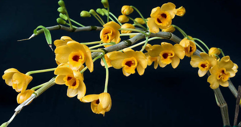 Lan phi điệp vàng tượng trưng cho sự giàu có