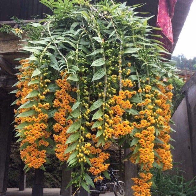 Những nụ hoa phi điệp vàng rực rỡ