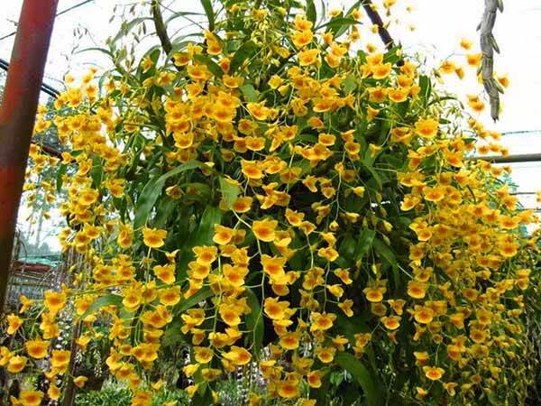 Tặng hoa lan phi điệp vàng là chúc giàu sang, phú quý