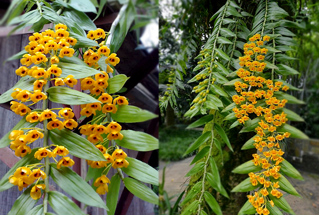 Lan phi điệp vàng nở rực rỡ