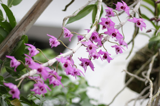 Lan trầm tím mang vẻ đẹp quyến rũ nhưng giá cả phải chăng