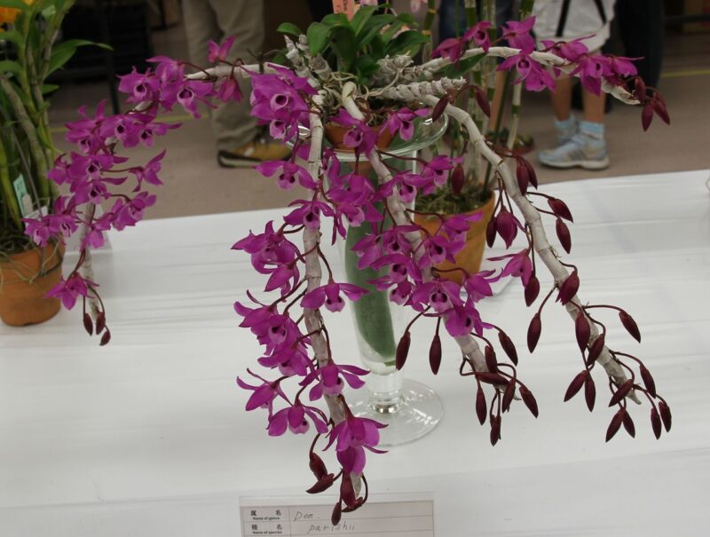 Chưng lan trầm tím trong nhà là đón tài lộc và may mắn