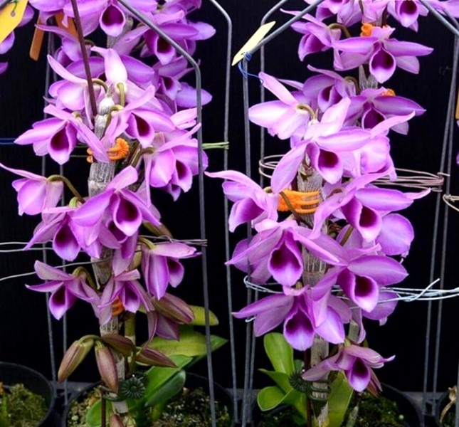 Vẻ đẹp của lan trầm tím đã chinh phục nhiều người