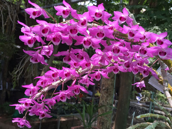 Lan trầm tím mang vẻ đẹp ngọt ngào