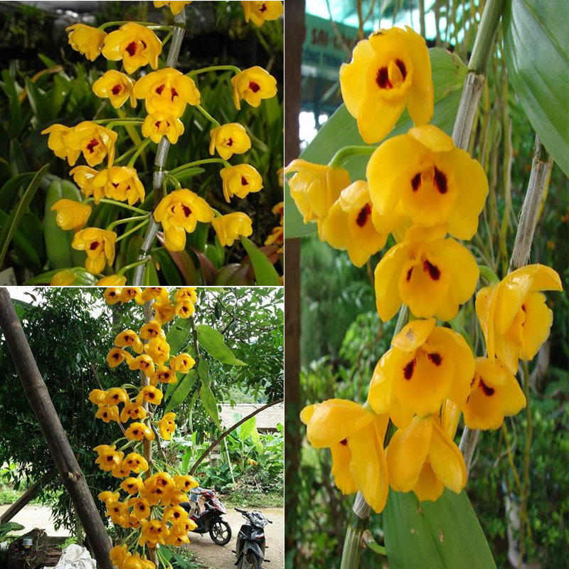 Lan phi điệp vàng thu hút mọi ánh nhìn