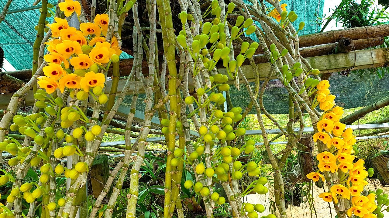 Hoa phi điệp vàng được nhiều người yêu thích